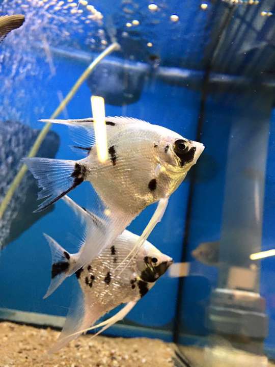 Vissen kopen bij onze dierenwinkel nabij Purmerend Vissen kopen bij onze dierenwinkel nabij Purmerend