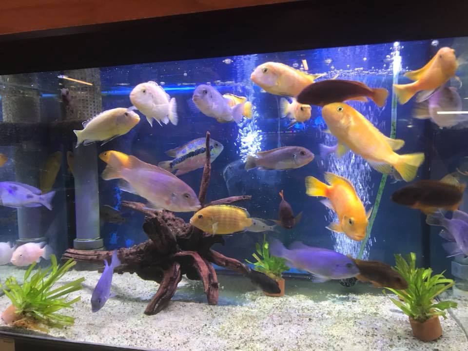 Heel veel vissen in onze dierenwinkel nabij Volendam Heel veel vissen in onze dierenwinkel nabij Volendam