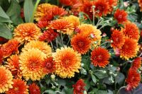 Herfstsfeer op terras en balkon