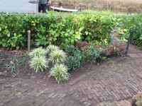 Inplanten onderhoudsvriendelijke tuin