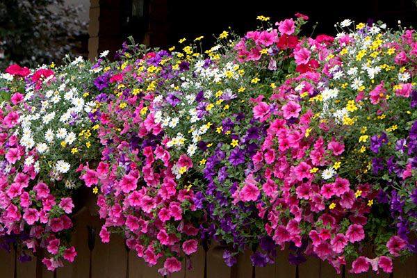 inhoudsopgave Broek onderwerp Planten Purmerend - Tuincentrum 't Lokkemientje Edam