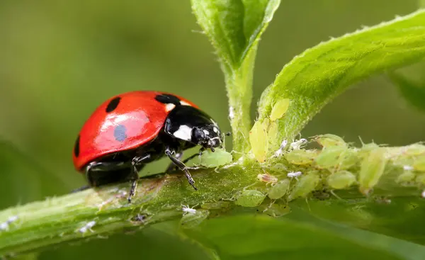 Beschermen & Natuurlijk bestrijden