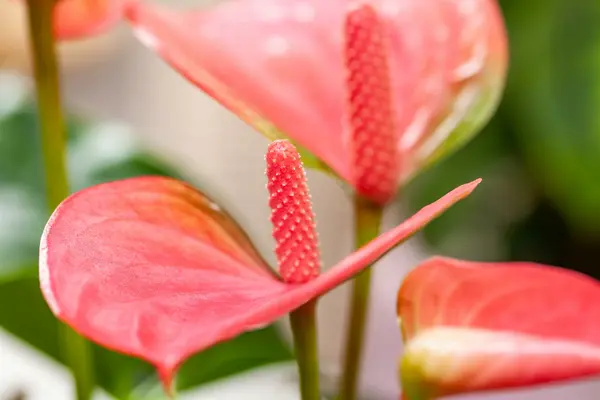Bloeiende kamerplanten