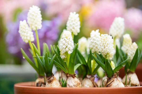 Bloembollen en zaden