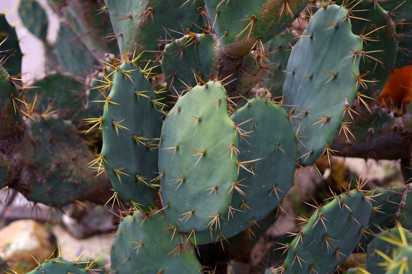 Cactussen en vetplanten