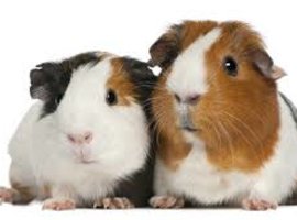 Cavia