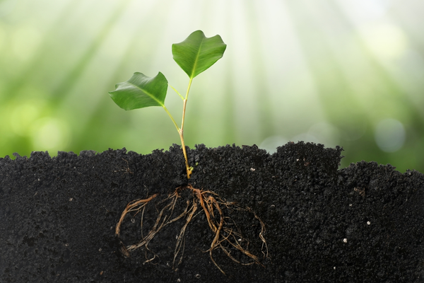 Gezonde bodem & planten