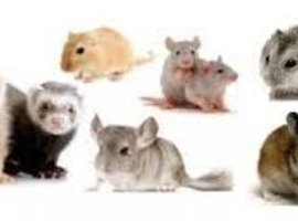 Hamster, dwerghamster, muis en rat