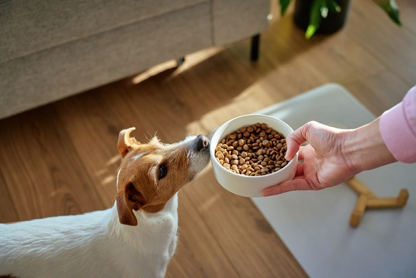 Honden