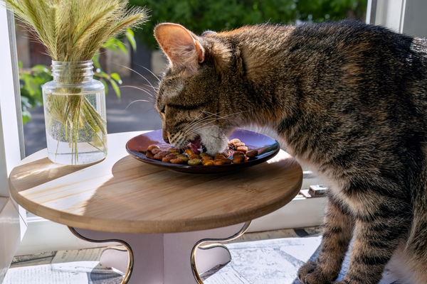 Katten