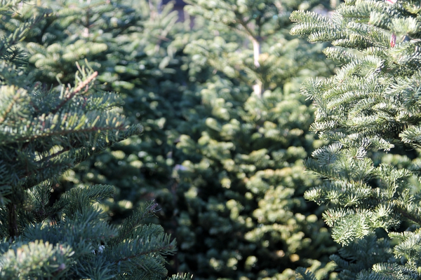 Kerstboom kopen Edam