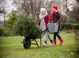 Kerstboom kopen Edam