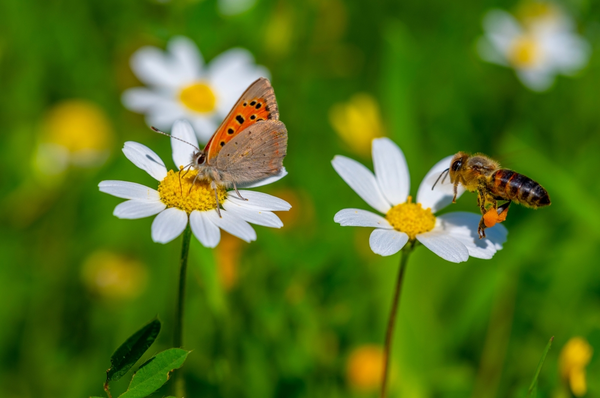 Nuttige dieren & biodiversiteit
