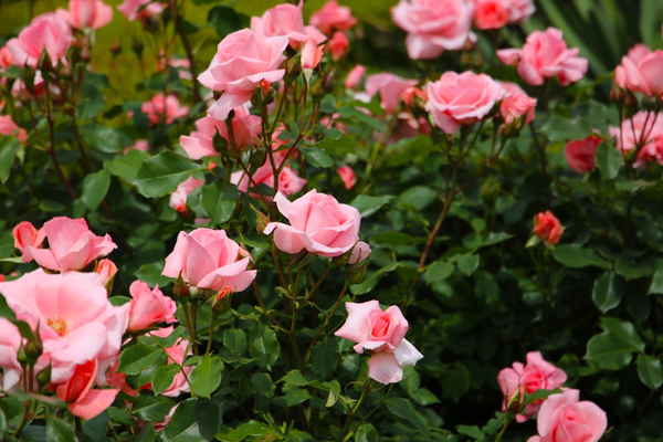 Rozen en klimplanten