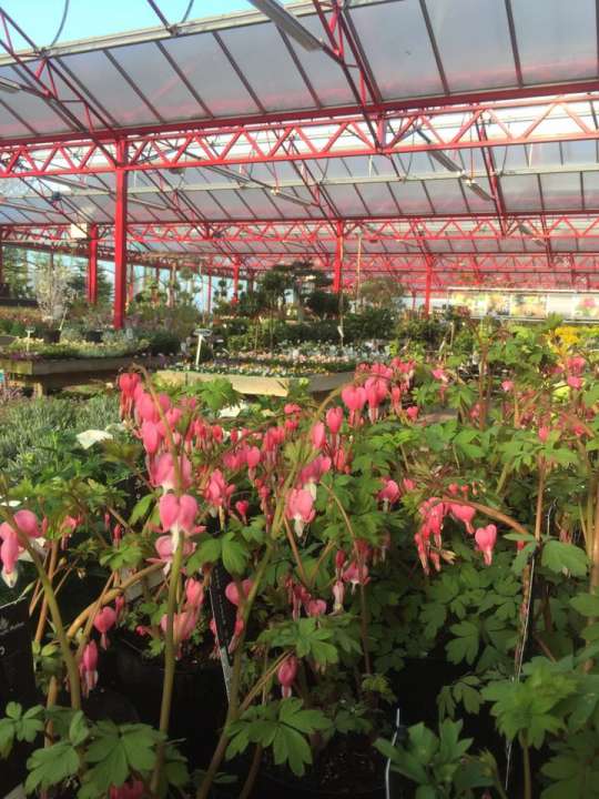 Tuincentrum bezoeken nabij Zaandam Tuincentrum bezoeken nabij Zaandam